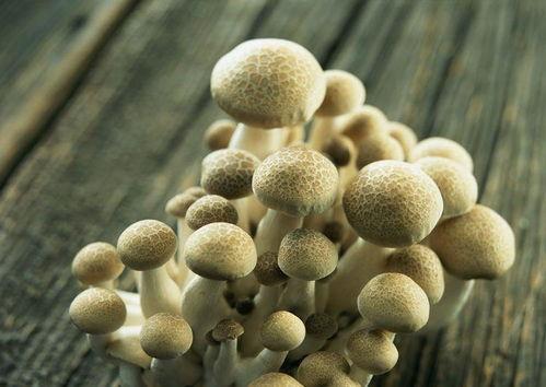 17cg吃瓜官网黑料蘑菇,揭秘网络八卦背后的真相